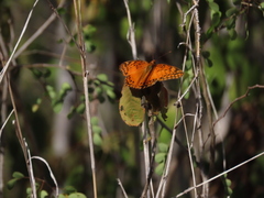 Euptoieta hegesia watsoni
