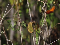 Euptoieta hegesia watsoni