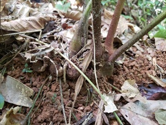 Danaea nodosa