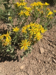 Heterotheca fulcrata