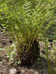 Athyrium filix-femina