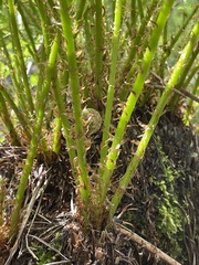 Athyrium filix-femina