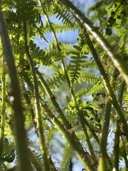 Athyrium filix-femina