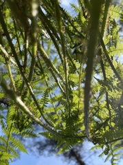 Athyrium filix-femina