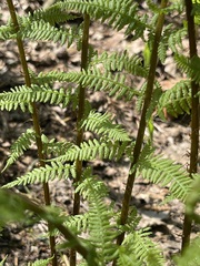 Athyrium filix-femina