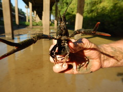 Procambarus zonangulus