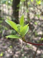 Cornus