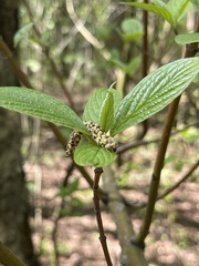 Cornus