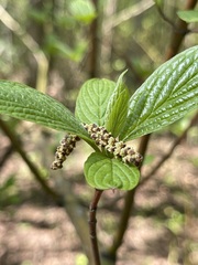 Cornus
