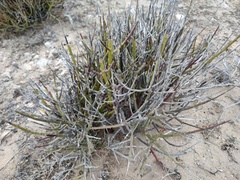 Euphorbia ceroderma