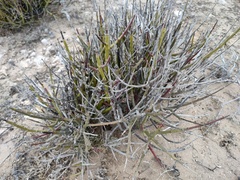 Euphorbia ceroderma