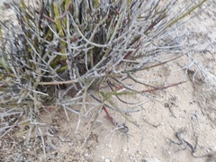 Euphorbia ceroderma
