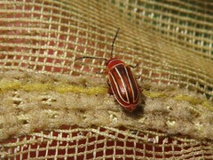 Disonycha conjugata