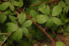 Rubus tuberculatus