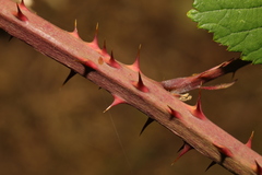 Rubus tuberculatus