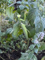 Hierodula transcaucasica