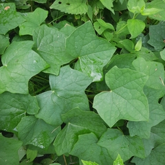 Menispermum canadense