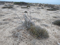 Euphorbia ceroderma