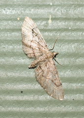 Eupithecia unicolor
