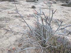 Euphorbia ceroderma
