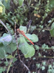 Sympetrum meridionale