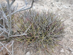 Euphorbia ceroderma