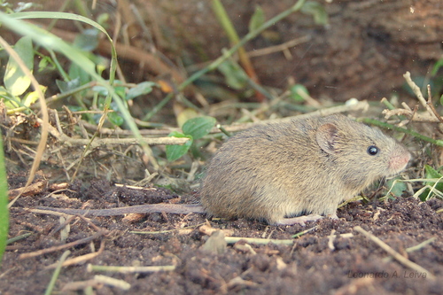Azara's Grass Mouse (Akodon azarae) — Least Concern Mammalia