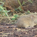 Azara's Grass Mouse - Photo (c) Leonardo Adrián LEIVA, some rights reserved (CC BY-NC), uploaded by Leonardo Adrián LEIVA