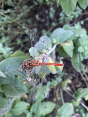 Sympetrum meridionale