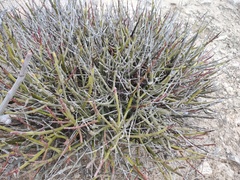 Euphorbia ceroderma