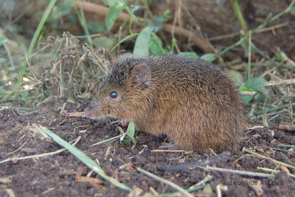 Red Hocicudo