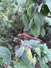 Sympetrum meridionale