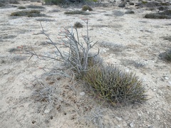 Euphorbia ceroderma