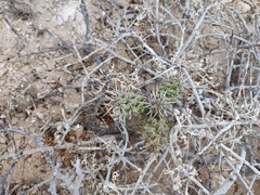 Cylindropuntia cholla