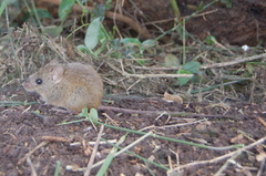 Oligoryzomys nigripes