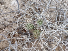 Cylindropuntia cholla