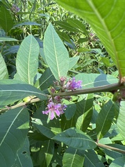 Decodon