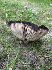 Russula adusta