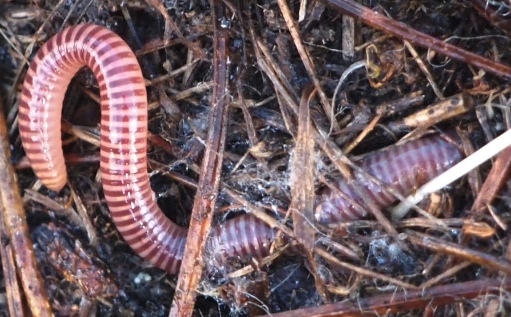 Vers de Terre rouges californiens Eisenia fetida 400gr