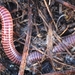 Common Brandling Worm - Photo (c) J. Maughn, some rights reserved (CC BY-NC), uploaded by J. Maughn
