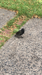 Sturnus vulgaris
