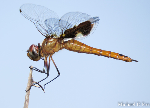 Red Saddlebags