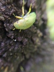 Chrysina laniventris