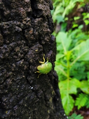 Chrysina laniventris