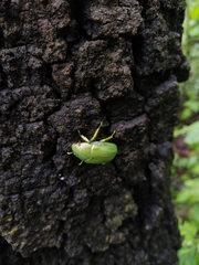 Chrysina laniventris