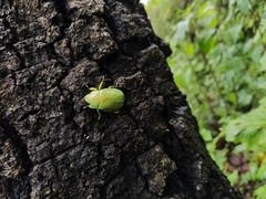 Chrysina laniventris