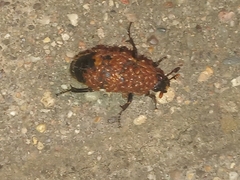 Gamasus crassipes