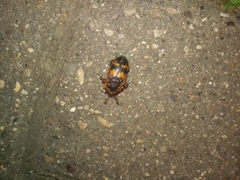 Gamasus crassipes