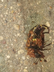 Gamasus crassipes