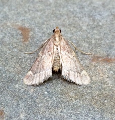 Hypsopygia intermedialis